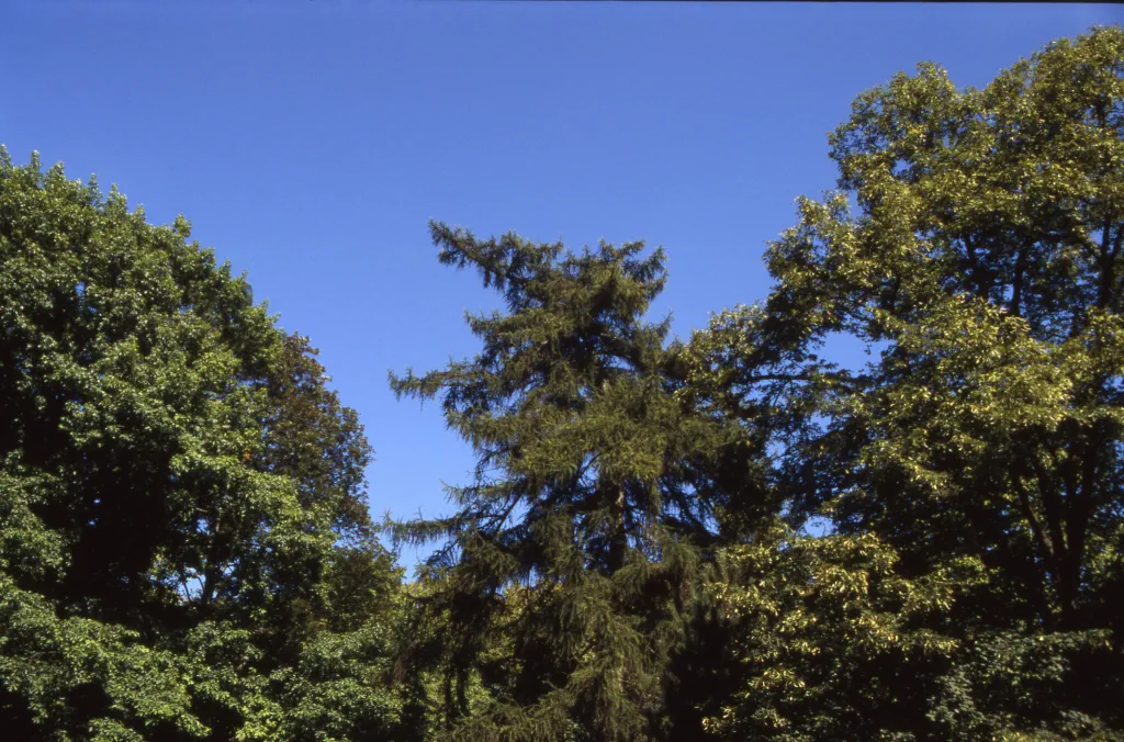 Dimensions: 6400x4220 px | 27.0 Mégapixels
